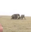 La venganza de unos elefantes contra un cazador tras matar a tiros a uno de su manada
