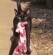 Este gato es muy conocido en su barrio por sus hurtos