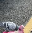 Aparece una misteriosa paloma rosa en una ciudad inglesa y tiene en vilo a todos los vecinos