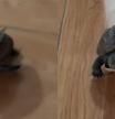 Una tortuga descubre la velocidad a lomos de un patinete y esta es su divertida reacción