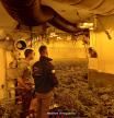 Detienen a un vecino por montar un cultivo de marihuana en su casa
