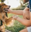 Guy and his dog, golden retriever, nature