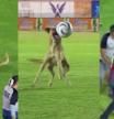 Un perro se cuela en un partido de fútbol y crea el caos entre la seguridad y los jugadores: “Regatea a todos”