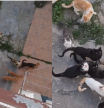 La acompasada reacción de una colonia de gatos callejera cada vez que un vecino abre la ventana de su casa