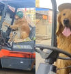 La increíble destreza de un Golden Retriver conduciendo un coche carretilla: 