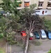 La caída de un árbol destroza varios coches aparcados: ¿el seguro cubre los daños?