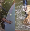 El leopardo estuvo horas nadando en el pozo.