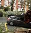 Los árboles se caen en Madrid por la borrasca Ciarán