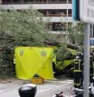Muere una mujer de 23 años por la caída de un árbol en Madrid a causa de la borrasca 'Ciarán'