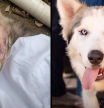 Jake, el Husky rescatado que encontró una segunda oportunidad y una nueva vida llena de amor