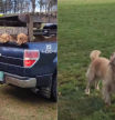 Visita una granja de Golden Retrievers y le emociona la experiencia: 