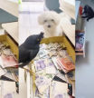 Entrena a un pájaro ‘ladrón’ para que robe billetes y los guarde en un cajón: “Ingresos pasivos”
