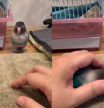 La expresiva reacción de un periquito cuando ve a su dueña acariciando a un pato de agua: “No existen los pajaritos tóxicos...”
