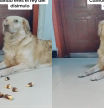 Este perro ha demostrado su astucia escondiendo las golosinas