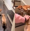 Traen un cachorro de Golden Retriever a casa y así reacciona su gato