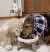 La adorable costumbre de un perrito que invita a sus peluches a comer con él: “Qué ternura”