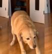La tierna reacción de un golden retriever cuando su dueña le llama para reñirle: “Es solo un bebé”
