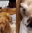 Un gato se acuesta con una manada de golden retriever recién nacidos y les hace el sueño imposible