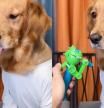 La divertida destreza de un Golden Retrevier para comerse un Chupa-Chups