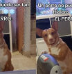 perro estufa