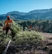 Actuaciones en la Serra de Llaberia para prevenir incendios forestales. En este caso realizan talas de árboles. ￼