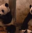 La divertida reacción de una osa panda al estornudo de su bebé
