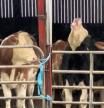 El momento protagonizado por estas vacas se ha hecho viral
