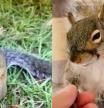 Una ardilla se salva de la tala de su árbol y le construyen una nueva casa: "ganó una nueva vida"