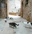 Isona comienza una campaña para esterilizar una colonia de más de 150 gatos callejeros