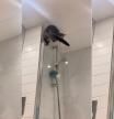 Los angustiosos equilibrios de un gato que se sube a una mampara: “Que alguien le ayude”
