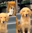 Tres golden retriever posan para su foto de familia y obligan a su hermano gato a unirse