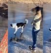 Un border collie juega con el hielo