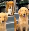 Tres golden retriever posan para su foto de familia y obligan a su hermano gato a unirse