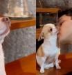 El perrito ha quedado encantado con el beso de su dueño.