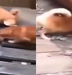 Dos shibas muy ruidosos se han llevado una gran sorpresa