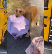 El golden retriever que recoge cada día a una niña del colegio: 