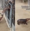 El increíble encuentro entre un bebé hipopótamo y una joven jirafa: 