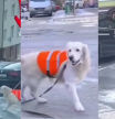 Un golden retriever abronca a los coches que no se paran para dejar pasar a su amo