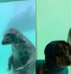 La tierna amistad entre un perro salchicha y una foca que conmueve
