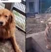 El increíble vínculo entre una golden retriever y una camada de bebés tigre huérfanos a los que amamanta