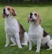 Dos beagles probaron todos los ingredientes de la receta
