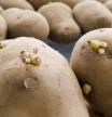 La germinación es un proceso natural de la patata para garantizar una nueva producción.