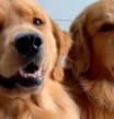 Enseña las 'desventajas' de tener un golden retriever y todo el mundo dice lo mismo