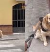 Intenta llevar a casa a su Golden Retriever y se convierte en misión imposible: “Además de darte paciencia te pone fuerte”
