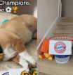 El perro que acertó el pronóstico de los cuartos de final de la Champions League predice quién será el ganador