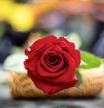 Cómo hacer que tu rosa sobreviva a Sant Jordi