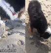 El emotivo gesto de un border collie al encontrar una tortuga muerta en la playa: “Innato”