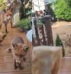 La increíble reacción de una familia de zorros a la llamada de una mujer que les da de comer desde hace 25 años