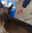 Un perro antidrogas descubrió una caja sospechosa y lo que contenía dejó a todos sorprendidos