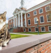 Un caso único: una universidad de EEUU le otorgó a un gato un doctorado honorífico